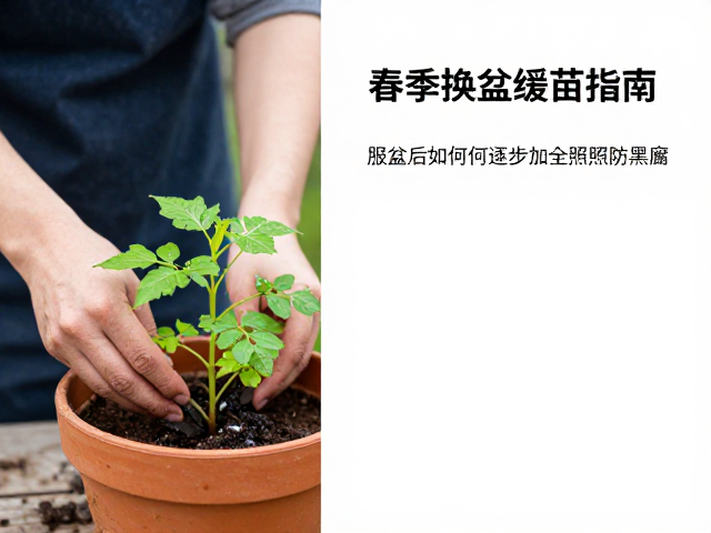 春季换盆缓苗指南，服盆后如何逐步增加全日照防黑腐