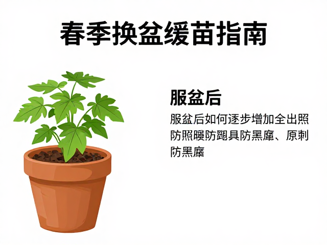 逐步增加全日照的具体策略