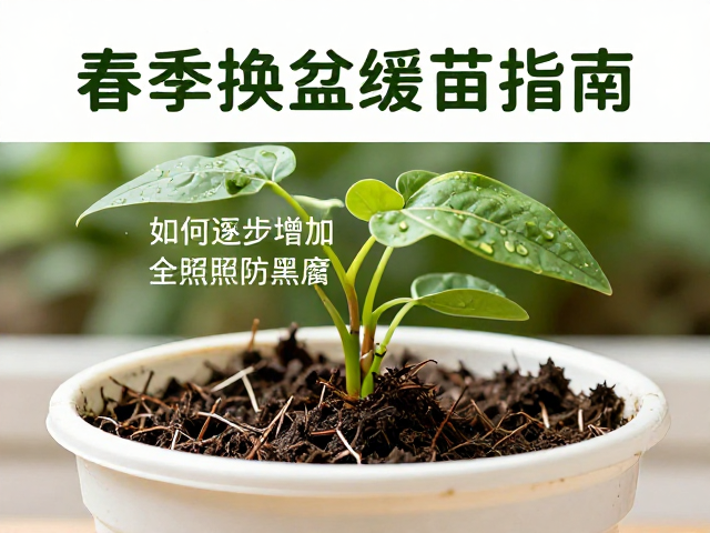 黑腐病的成因与全日照下的防御机制