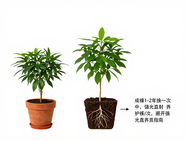 换盆操作与土壤选择要点