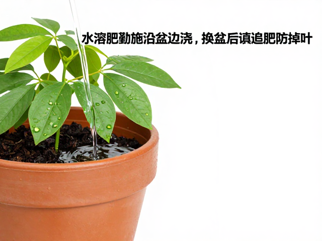 水溶肥薄肥勤施沿盆边浇，换盆后慎追肥防掉叶