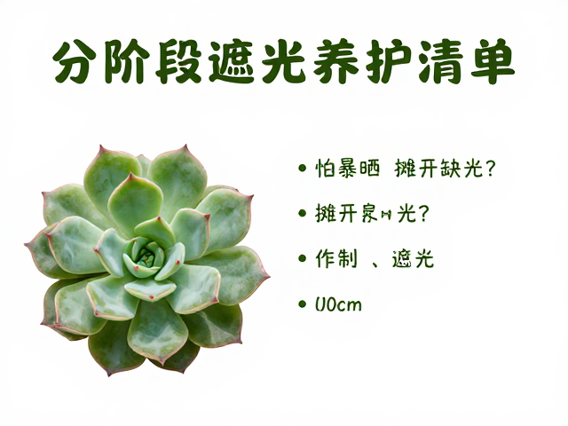 多肉夏季怕暴晒？叶片摊开缺光？分阶段遮光养护清单