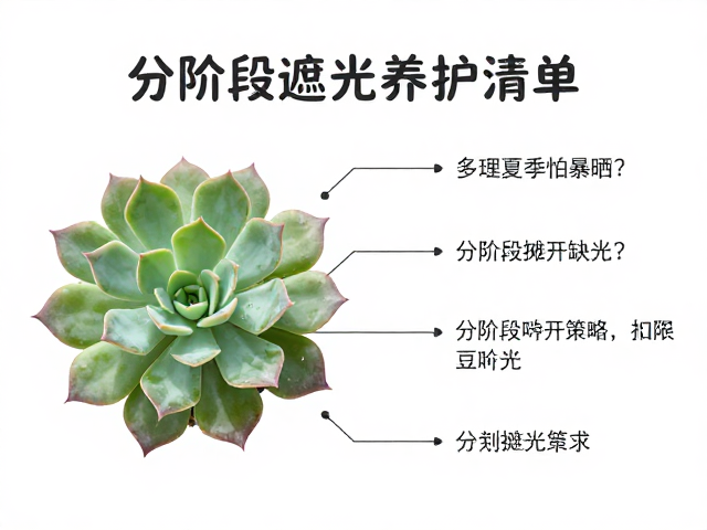 分阶段遮光策略与执行细节