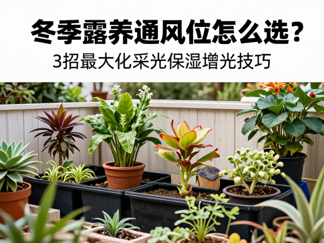 冬季露养通风位怎么选？3招最大化采光保温增光技巧