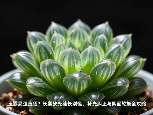 玉露忌强直晒？长期缺光徒长别慌，补光纠正与阴面轮换全攻略