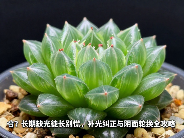 补光纠正与设备选择策略