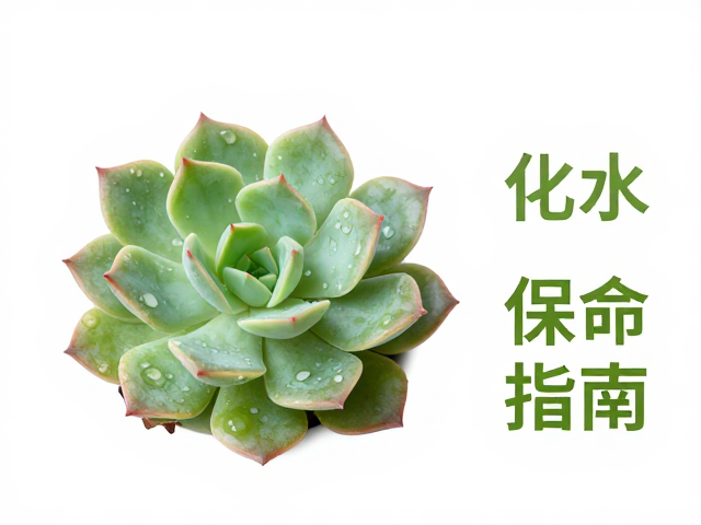 多肉休眠期叶片化水？查最低安全越冬临界温度，保命指南