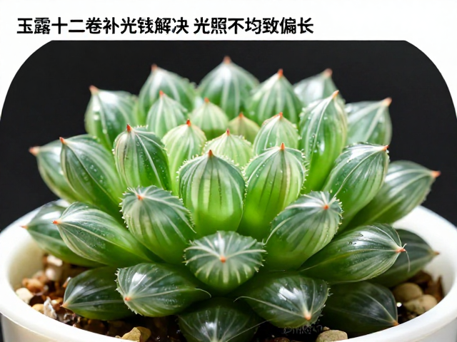 光照不均与徒长现象的核心成因分析