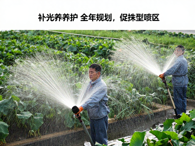 补光养护全年规划，促株型紧凑，避开浇水喷溅区