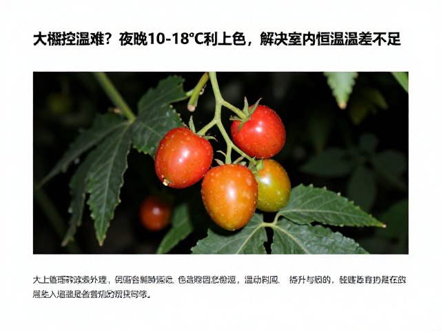大棚控温难？夜间10-18℃利上色，解决室内恒温温差不足