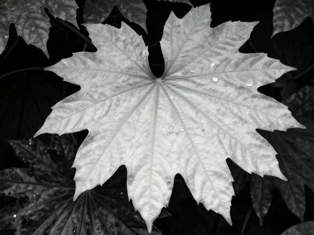 三步补救方案:重塑植物形态与色泽