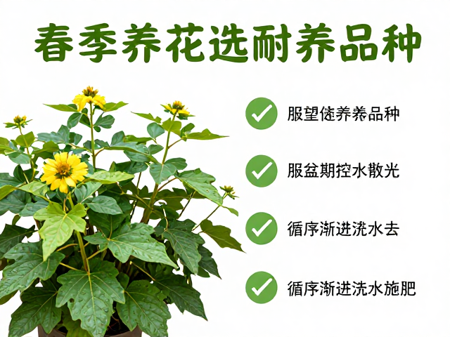 循序渐进的浇水与施肥逻辑