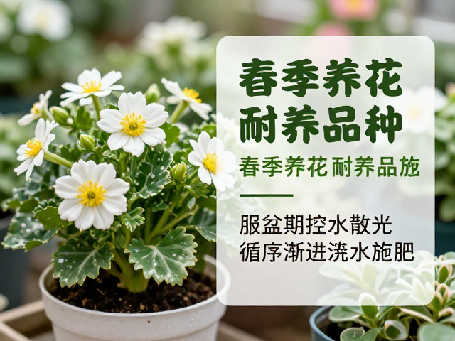 服盆期的水分与光照管理策略