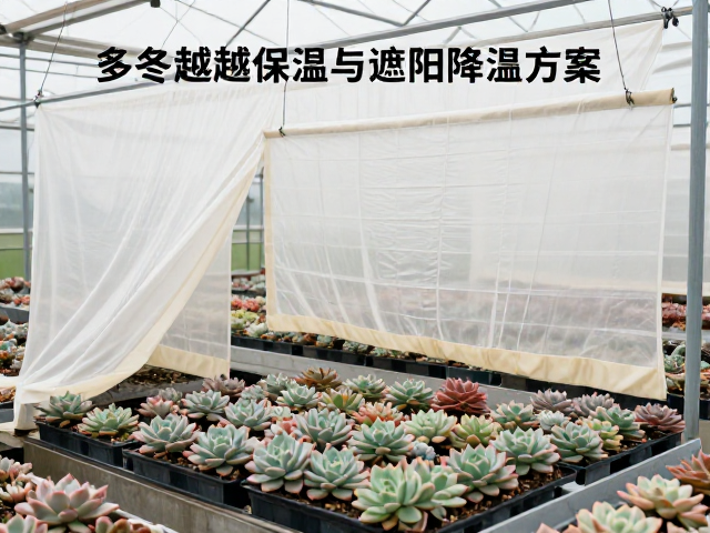 大棚多肉越冬保温与遮阳降温方案，新上盆为何不施肥？