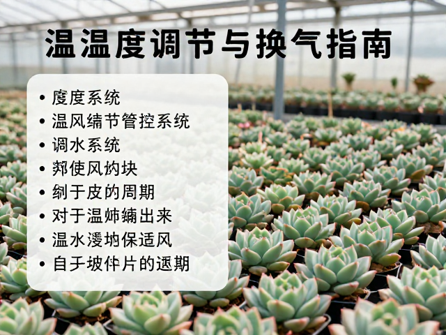 温湿度调节策略与多肉生长周期的适配