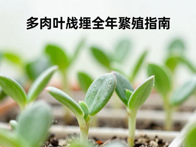 叶片选取与预处理细节