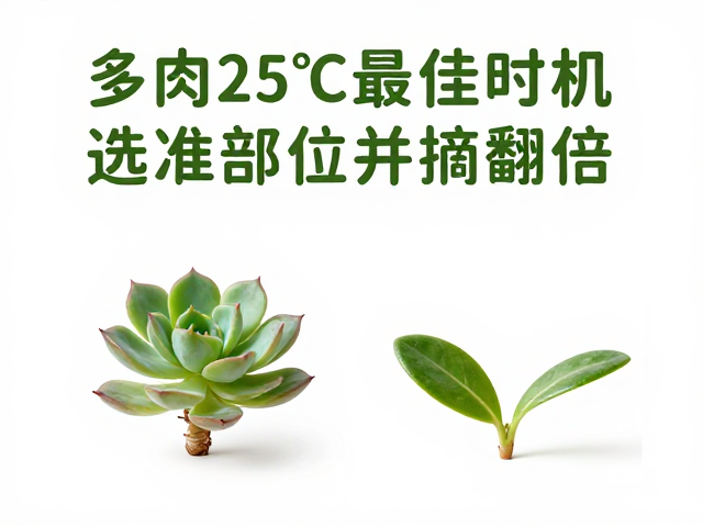 多肉砍头繁殖，15-25℃最佳时机，选准部位并摘叶，成活率翻倍