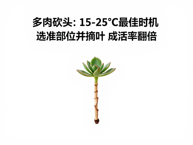 伤口处理与扦插环境构建