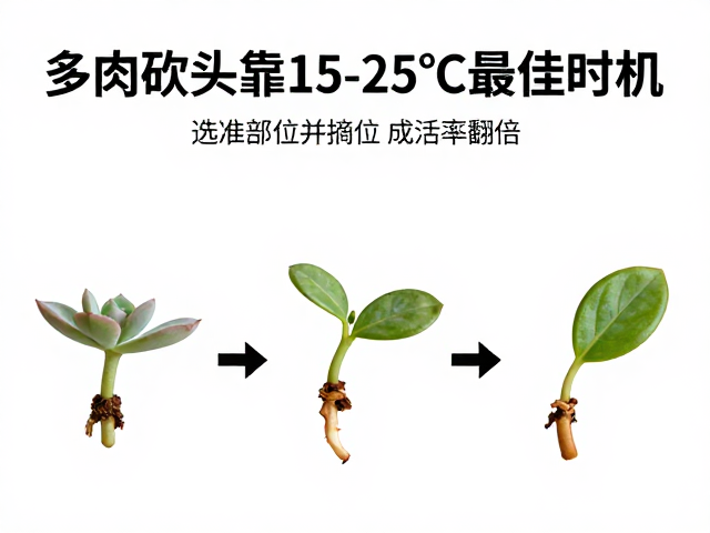 生根期的养护与成活率提升