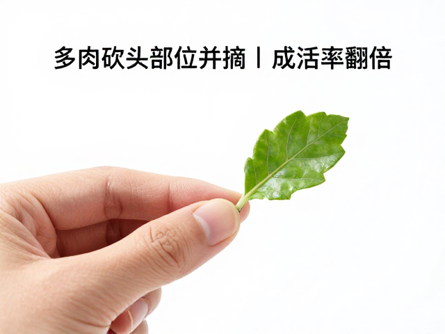 精准定位砍头部位与摘叶技巧