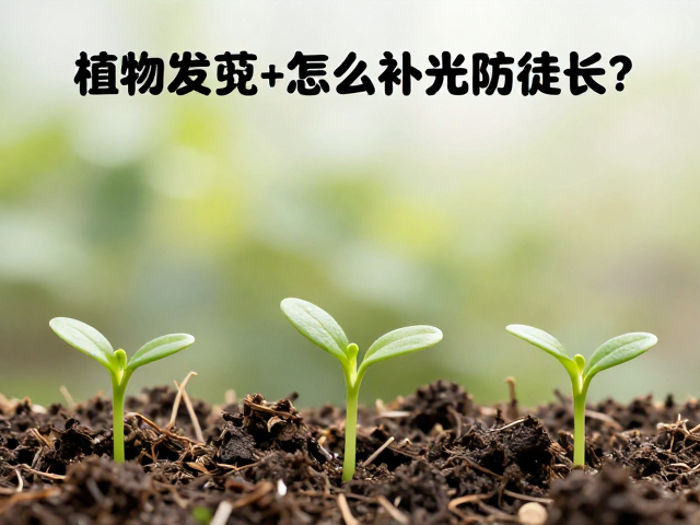 通风与水分管理的从属作用