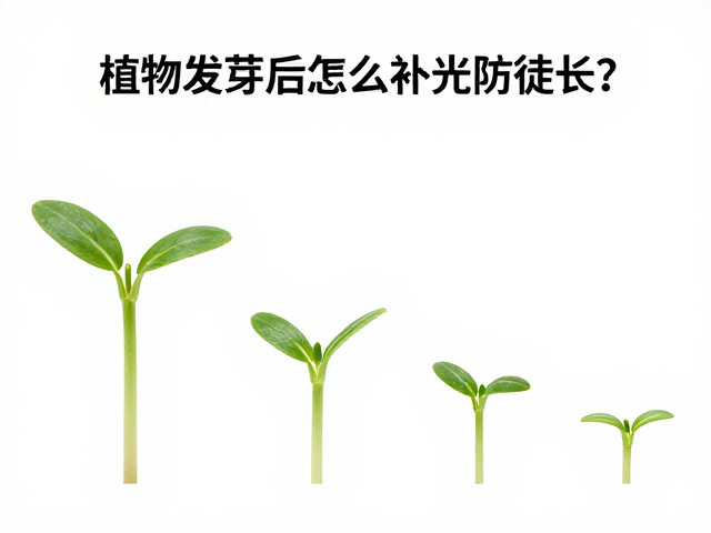 发芽时间的观察与环境协同
