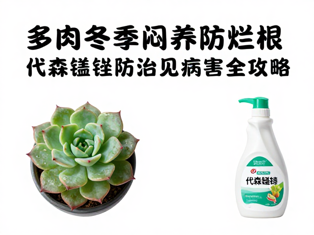 多肉冬季闷养防烂根，代森锰锌防治常见病害全攻略