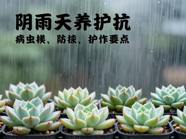 新手多肉养护，阴雨天暂停浇水，病虫害预防操作要点