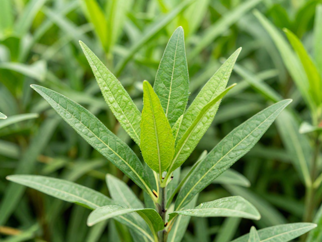 触杀型药剂的作用机制与田间应用特性