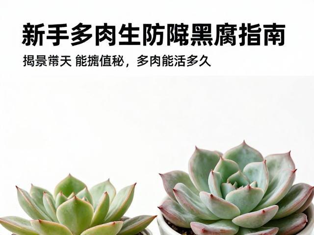 常见误区与长期养护的心理建设