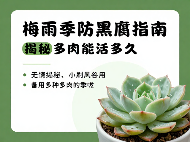 梅雨季养护中的水分与通风管理策略