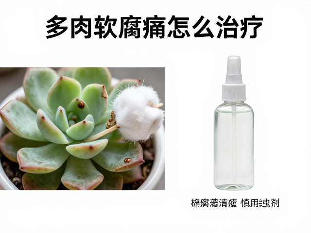 杀虫剂的使用误区与风险警示