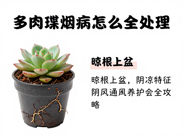多肉煤烟病怎么处理？晾根上盆，阴凉通风养护全攻略