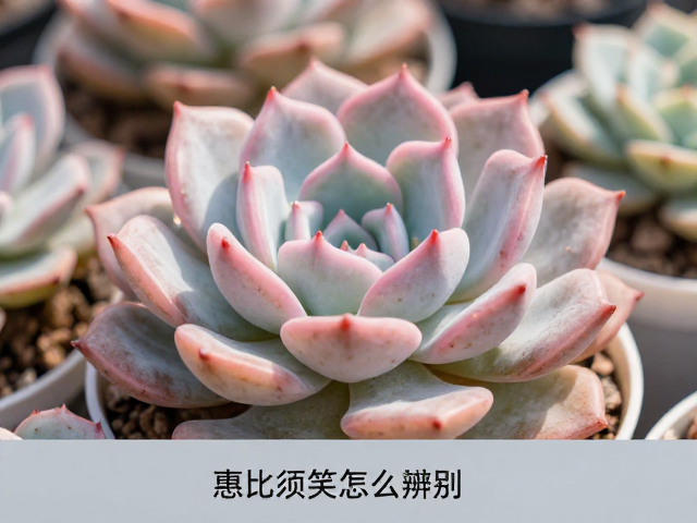 温差与光照对显色特征的影响