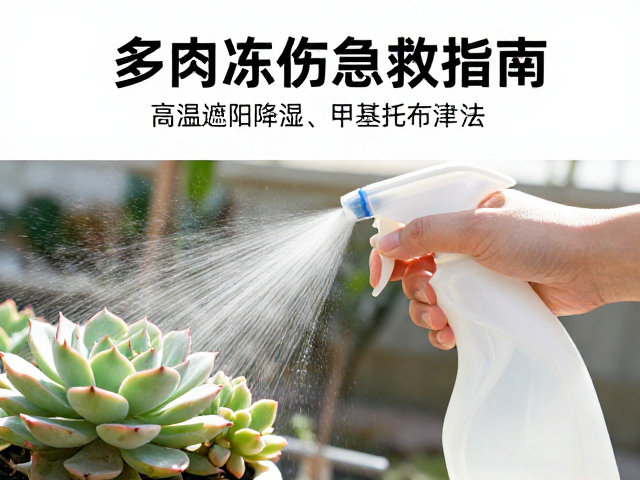 高温遮阴与湿度调控的操作细节
