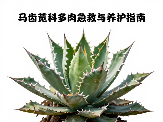 冻后恢复期的环境调控与水分管理