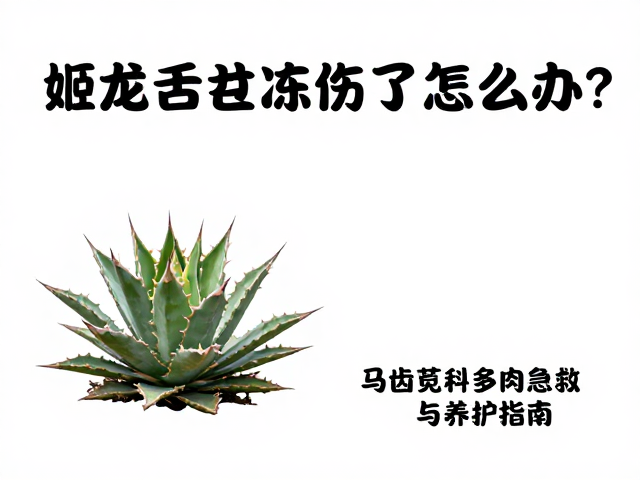 预防冻害的长期养护策略