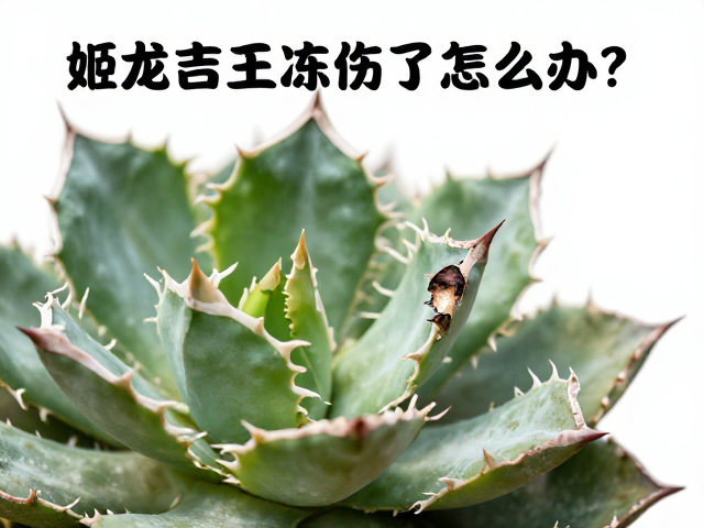 受损组织的修剪与防腐处理