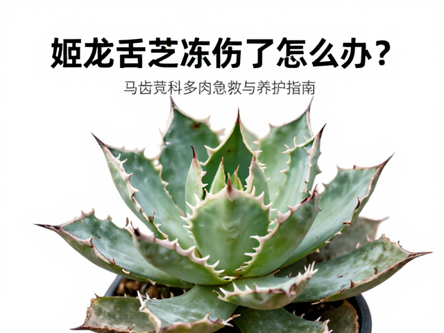 冻伤初期的紧急隔离与干燥处理