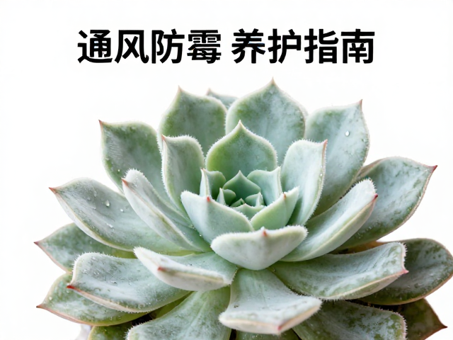 浇水策略与湿度控制