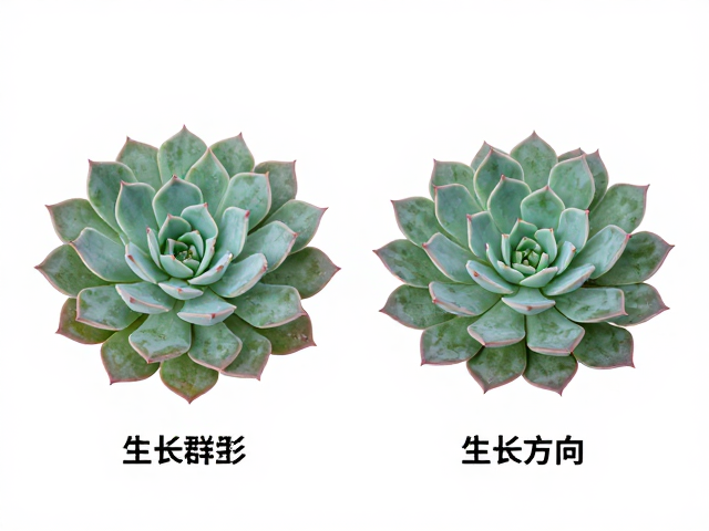 鉴别误区与常见混淆场景