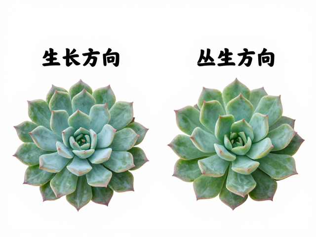 生长纹路与叶序排列的直观差异
