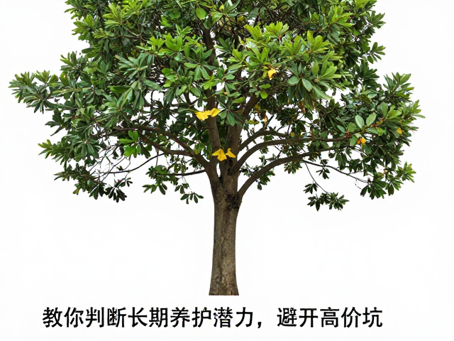 警惕高价老桩的常见陷阱