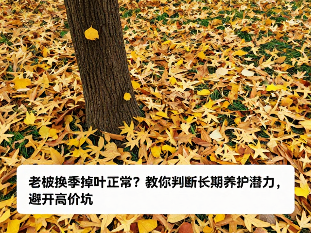换季掉叶并非全因生理代谢