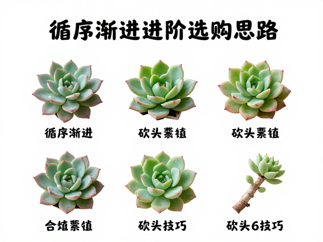 砍头繁殖技巧详解