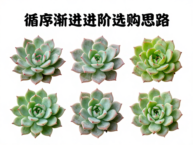 繁殖后的养护与注意事项