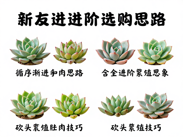 新手友好多肉推荐，循序渐进进阶选购思路，含砍头繁殖技巧
