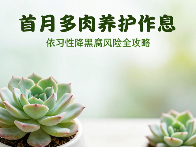 首月多肉养护作息，依习性降黑腐风险全攻略
