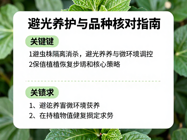 避光养护与微环境调控:促进植株恢复的核心策略