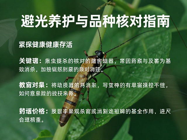 科学消杀与药剂选择:安全有效的虫害治理路径